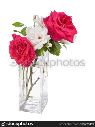 garden roses in the vase isolated on white background