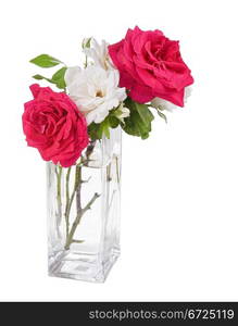 garden roses in the vase isolated on white background