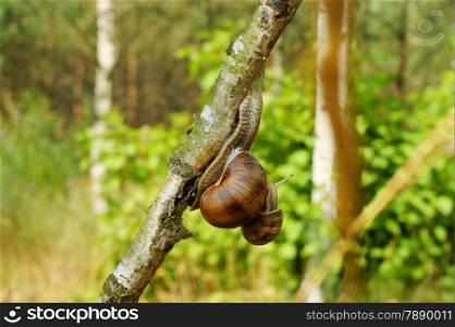 garden snail on the tree, natural background
