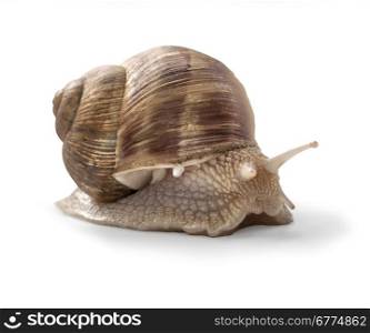 Garden snail on white background with clipping path