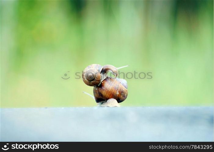 garden snails racing on road