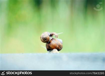 garden snails racing on road