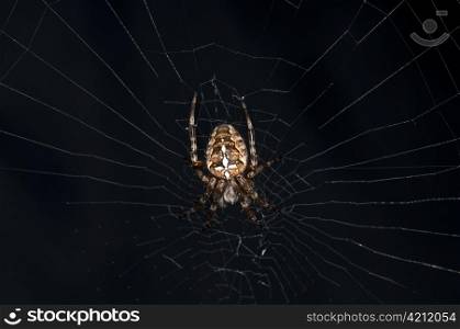 garden spider, Araneus diadematus