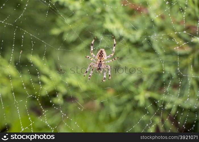 Garden spider (Argiope aurantia) in its net