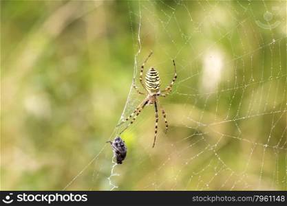 Garden spider (Argiope aurantia) in its net with prey