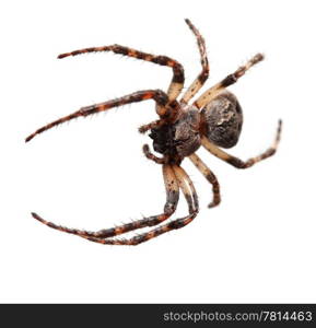 Garden spider on the black background, (Araneidae)
