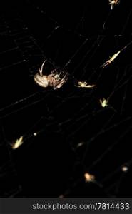 Garden spider on web, on the black background, (Araneidae)