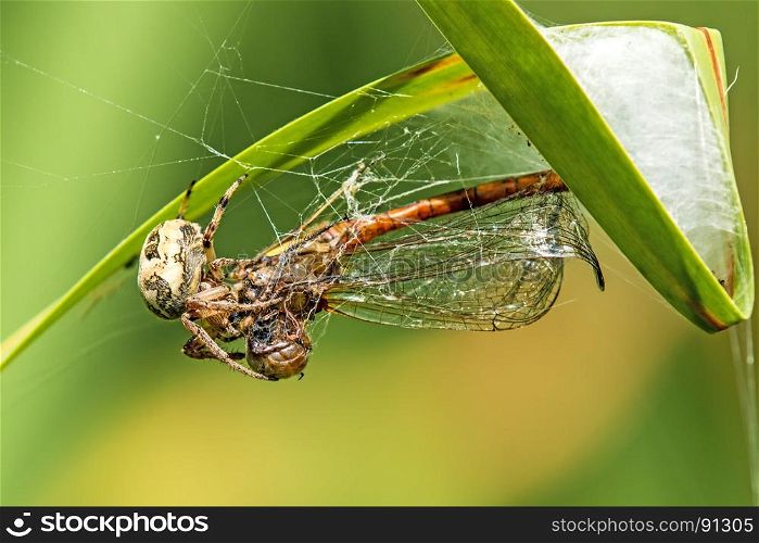 garden spider with caught dragonfly