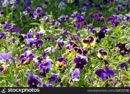 "garden violet "Viola tricolor" with flowers (spring background)"