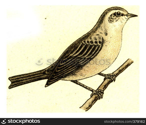 Garden Warbler, vintage engraved illustration. From Deutch Birds of Europe Atlas.