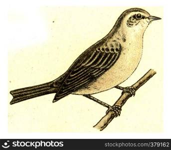 Garden Warbler, vintage engraved illustration. From Deutch Birds of Europe Atlas.