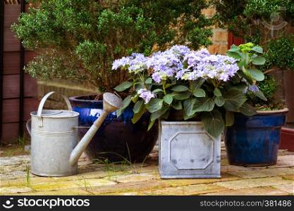 garden - watering can and flower in a pot