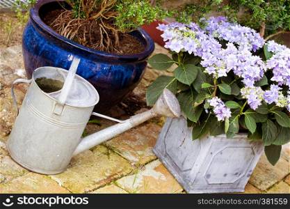 garden - watering can and flower in a pot