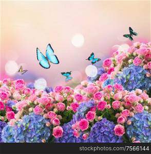 garden wiht fresh pink roses and blue hortenzia flowers and butterflies on pink bokeh background. bunch of roses and hortensia flowers with betterflies