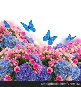 garden wiht fresh pink roses and blue hortenzia flowers and butterflies on white background. bunch of roses and hortensia flowers with betterflies
