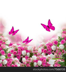 garden wiht fresh pink roses and white tulips flowers and butterflies on white background. bunch of roses and tulips flowers with butterflies