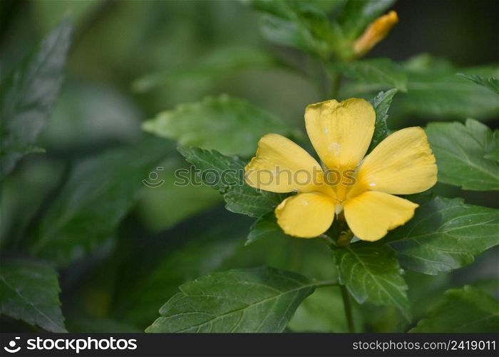Garden with a pretty flowering yellow flower blossom in the spring.