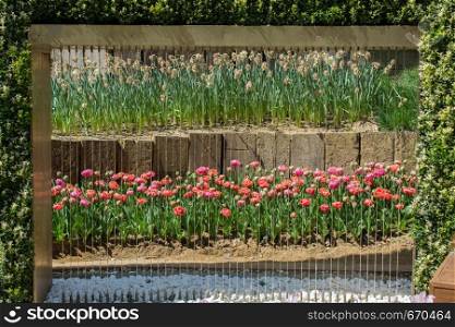 Garden with blooming tulip flowers in spring garden