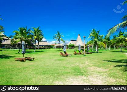 Garden with coconut palm trees
