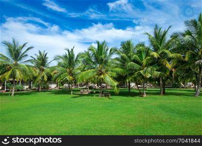 Garden with coconut palm trees