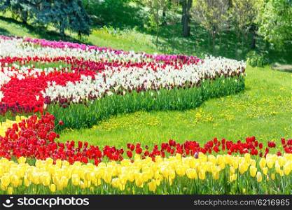 Garden with colorful tulips and green grass in the park