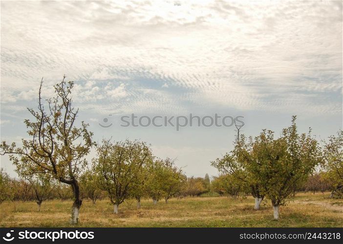garden with fruit trees against the sky with clouds. garden with trees