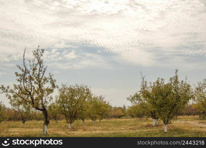 garden with fruit trees against the sky with clouds. garden with trees