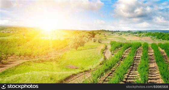 Garden with fruit trees and sunrise. Orchard in the spring season. Wide photo.