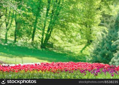 Garden with many red and pink tulips. Garden with many red and pink tulips in the green park with sun light