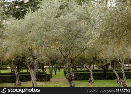 garden with olive trees. Eco food and a Mediterranean agriculture concept image. Spain. garden with olive trees. Eco food and a Mediterranean agriculture concept image. Spain.