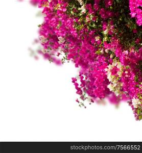 garden with red bouganvilla flowers isolated on white background