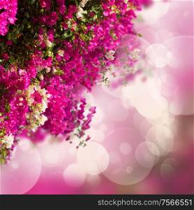 garden with red bouganvilla flowers on bokeh background. garden with bouganvilla flowers