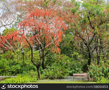 Garden with red flower