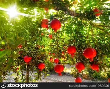 Garden with ripe pomegranates and morning sun.