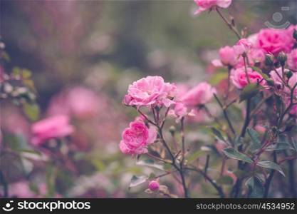 Garden with romantic pink roses in the summer