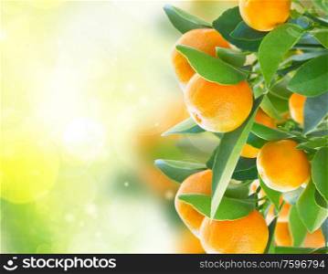 Garden with tangerine tree branches in green garden. Tangerine tree