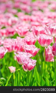 Garden with tulip flowers in summer