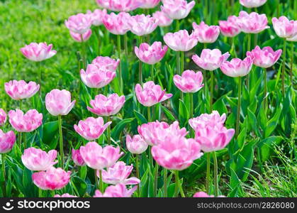 Garden with tulip flowers in summer