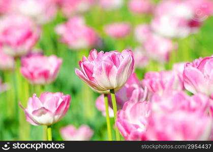 Garden with tulip flowers in summer