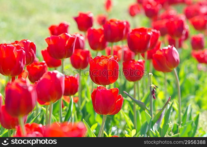 Garden with tulip flowers in summer