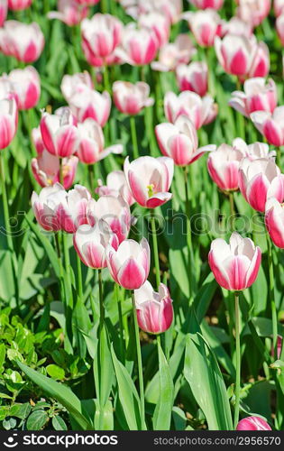 Garden with tulip flowers in summer