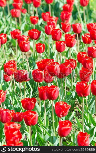 Garden with tulip flowers in summer