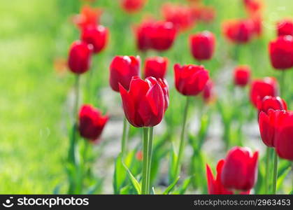 Garden with tulip flowers in summer