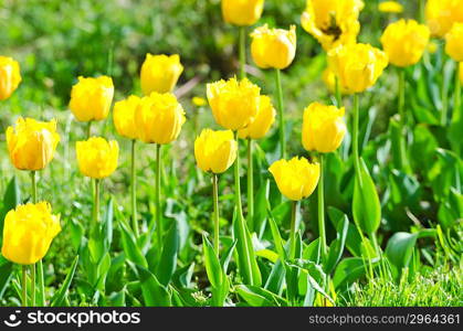 Garden with tulip flowers in summer