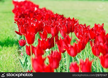 Garden with tulip flowers in summer