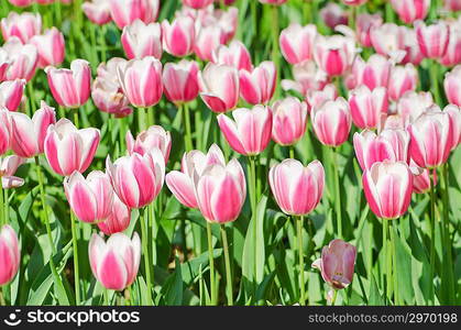 Garden with tulip flowers in summer