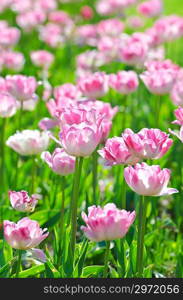 Garden with tulip flowers in summer