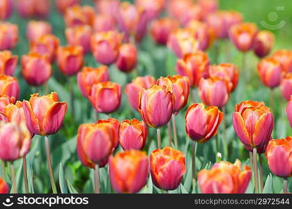 Garden with tulip flowers in summer