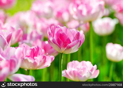 Garden with tulip flowers in summer