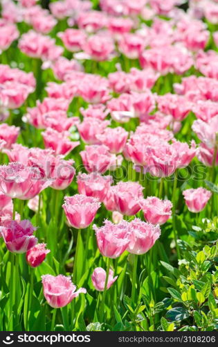 Garden with tulip flowers in summer